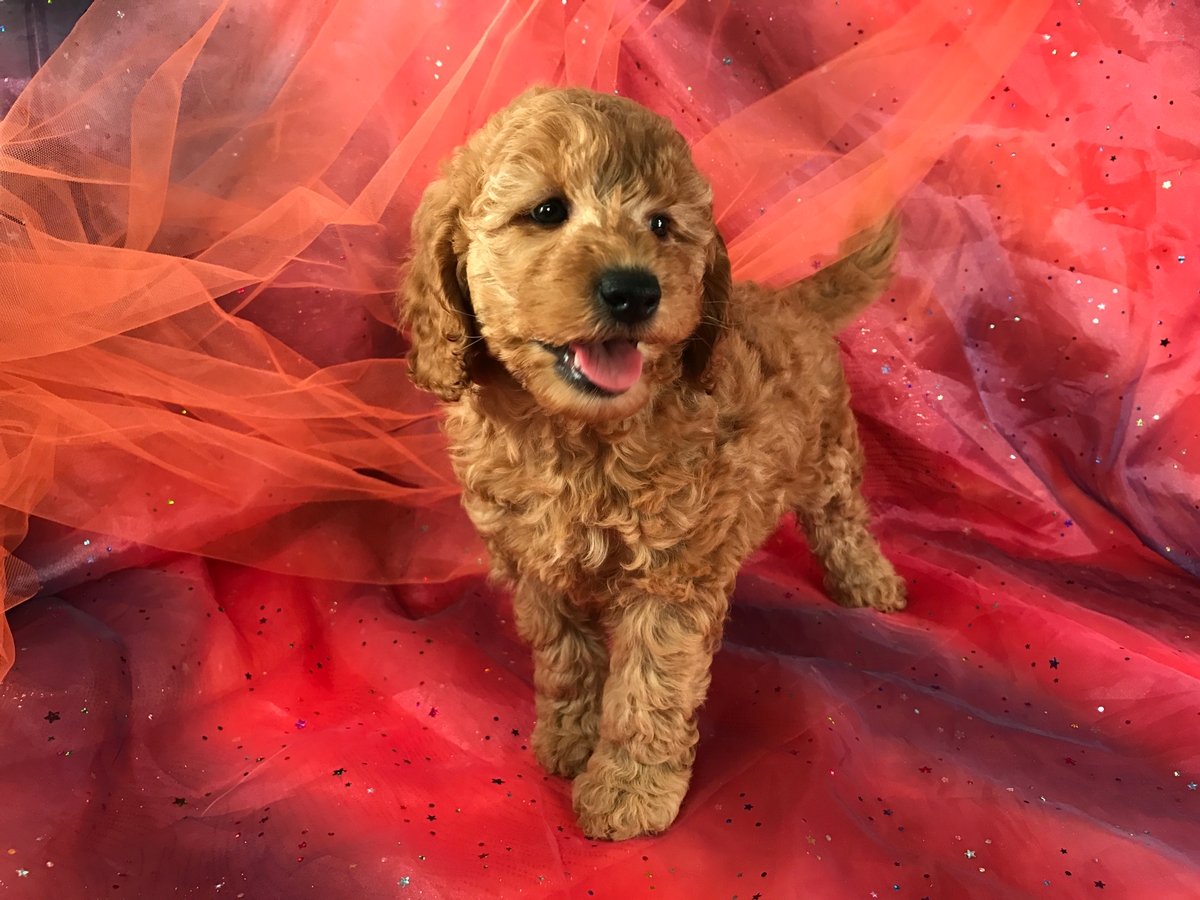 Female Apricot Colored Mini Goldendoodle Puppy for Sale $1500